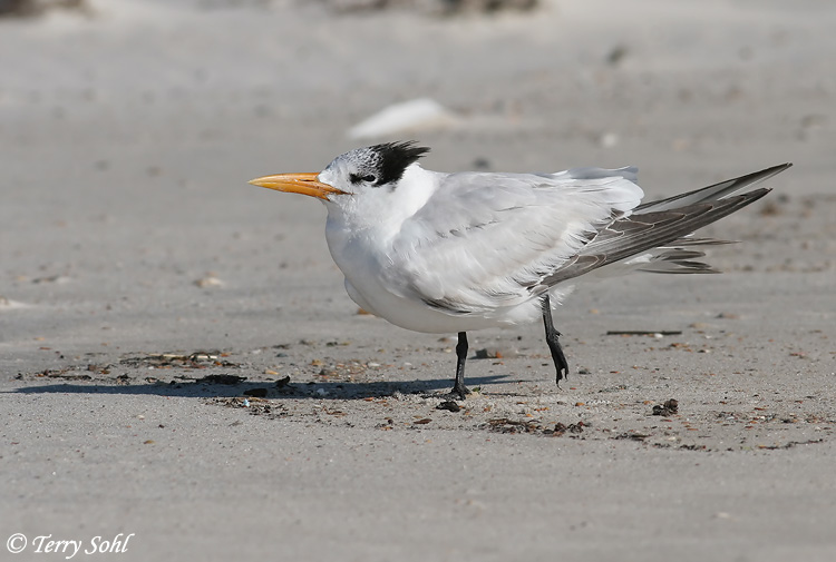 Royal Tern - Sterna maxima