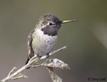 Anna's Hummingbird 11 - Calypte anna
