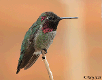 Anna's Hummingbird 13 - Calypte anna