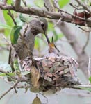 Anna's Hummingbird 14 - Calypte anna