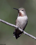 Anna's Hummingbird 16 - Calypte anna