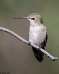 Anna's Hummingbird 17 - Calypte anna