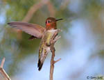 Anna's Hummingbird 1 - Calypte anna