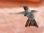 Anna's Hummingbird 2 - Calypte anna