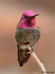 Anna's Hummingbird 5 - Calypte anna