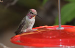 Anna's Hummingbird 6 - Calypte anna