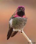Anna's Hummingbird 7 - Calypte anna
