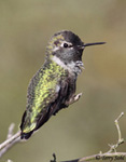 Anna's Hummingbird 8 - Calypte anna