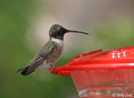 Black-chinned Hummingbird - Archilochus alexandri