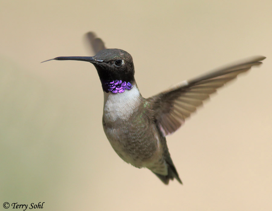 Black-chinned Hummingbird - Archilochus alexandri