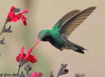 Broad-billed Hummingbird 11 - Cynanthus latirostris