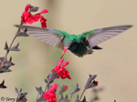 Broad-billed Hummingbird 12 - Cynanthus latirostris