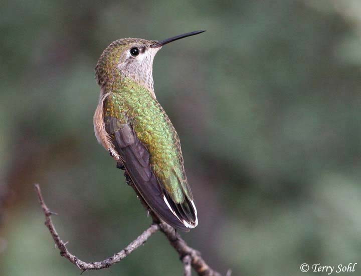 Calliope Hummingbird - Stellula calliope