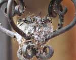 Costa's Hummingbird 10 - Calypte costae