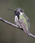 Costa's Hummingbird 12 - Calypte costae