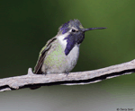 Costa's Hummingbird 13 - Calypte costae