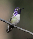 Costa's Hummingbird 14 - Calypte costae
