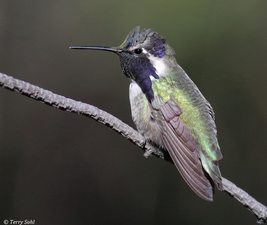 Costa's Hummingbird  - Calypte costae