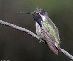 Costa's Hummingbird 15 - Calypte costae