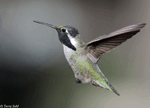 Costa's Hummingbird 17 - Calypte costae