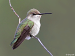 Costa's Hummingbird 18 - Calypte costae