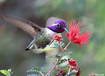 Costa's Hummingbird 19 - Calypte costae