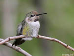 Costa's Hummingbird 1 - Calypte costae