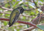 Costa's Hummingbird 2 - Calypte costae