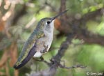 Costa's Hummingbird 3 - Calypte costae