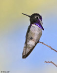 Costa's Hummingbird 4 - Calypte costae