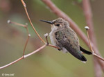 Costa's Hummingbird 5 - Calypte costae