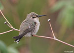 Costa's Hummingbird 6 - Calypte costae