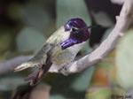 Costa's Hummingbird 7 - Calypte costae