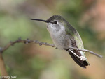 Costa's Hummingbird 8 - Calypte costae