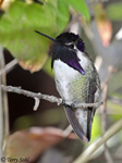 Costa's Hummingbird 9 - Calypte costae