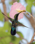 Green-throated Carib - Eulampis holosericeus