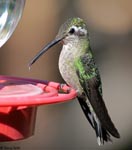 Rivoli's Hummingbird 14 - Eugenes fulgens