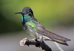 Rivoli's Hummingbird 2 - Eugenes fulgens