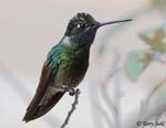 Rivoli's Hummingbird 4 - Eugenes fulgens