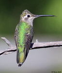 Rivoli's Hummingbird 6 - Eugenes fulgens