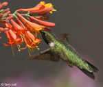 Ruby-throated Hummingbird 11 - Archilochus colubris