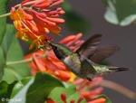 Ruby-throated Hummingbird 12 - Archilochus colubris