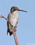 Ruby-throated Hummingbird 26 - Archilochus colubris