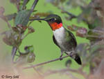 Ruby-throated Hummingbird 27 - Archilochus colubris