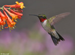 Ruby-throated Hummingbird - Archilochus colubris