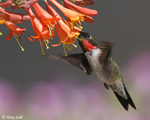 Ruby-throated Hummingbird 6 - Archilochus colubris