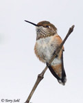 Rufous Hummingbird 11 - Selasphorus rufus