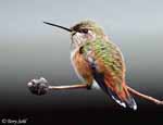 Rufous Hummingbird 13 - Selasphorus rufus