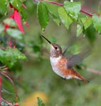 Rufous Hummingbird 15 - Selasphorus rufus