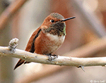 Rufous Hummingbird 18 - Selasphorus rufus